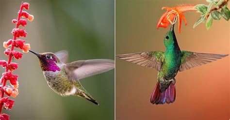  The Flight of the Hummingbird - A Symphony of Color and Motion Captured in Clay!